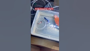 How to betta breeding starting step #viral #bettafishbreeding #trending #shorts #subscribe #success