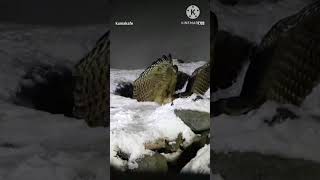 भालू जैसा शिकार करने वाला दुनिया का सबसे भारी उल्लू 😱😱🤯 ##blakistonsfishowl #biggestowl
