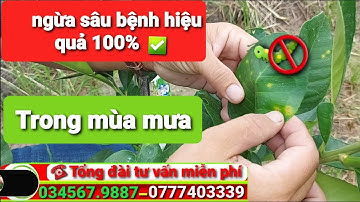 ngừa nấm bệnh cây bưởi Ruby phòng trừ sâu trong mùa mưa, ❤ Trung Tâm Cây Giống zalo: 034567.9887