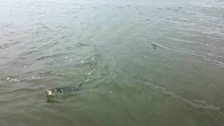 Seab Testing A.jensen Big Fly Ii Flylines