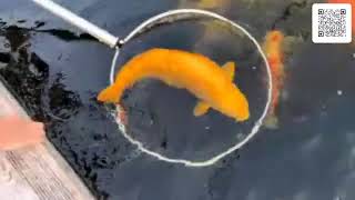 Live Pond Side Sale - 11/08/26