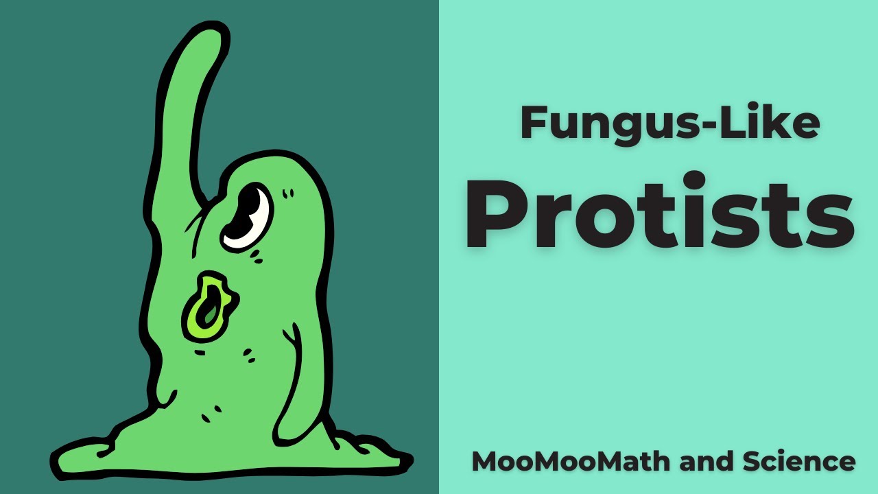 Fungus-like Protists
