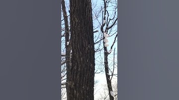 Eurasian Nuthatch - Ninja on Tree Trunk