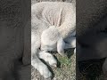 ##sheepbreeding #goat #animals #animalart #goat #funny
