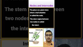 Nodes And Internode