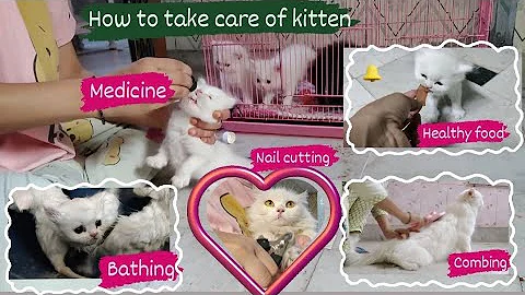 Video 11804101: persian cat kitten