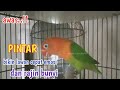 SUARA BURUNG LOVEBIRD NGEKEK PANJANG, pintar bikin lawan cepat emosi dan LABET pun rajin BUNYI