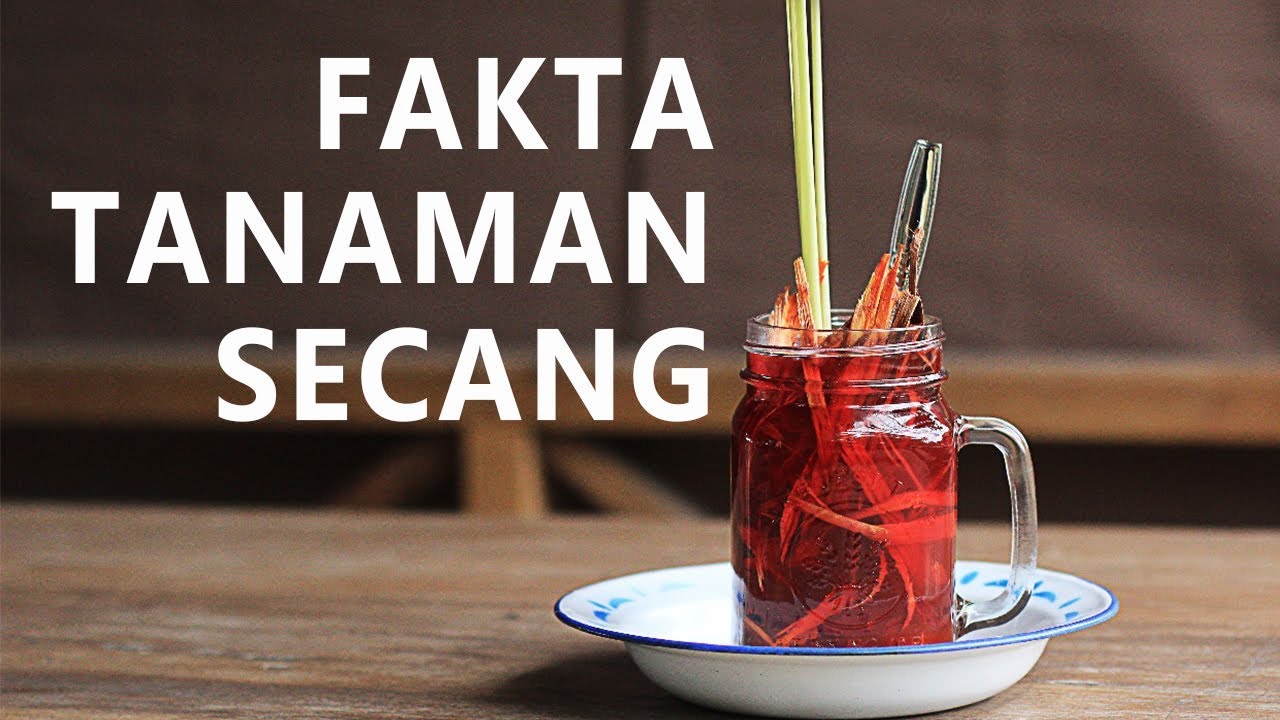 Fakta Tanaman Secang 