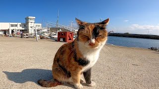 「魚チョーダイ!」釣り人に魚をねだる漁港の野良猫