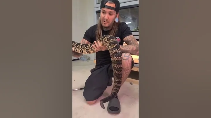 Giant Rattlesnake with Tyler Nolan! #snakes #shorts