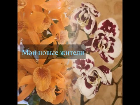 #орхидеи Новые орхидеи