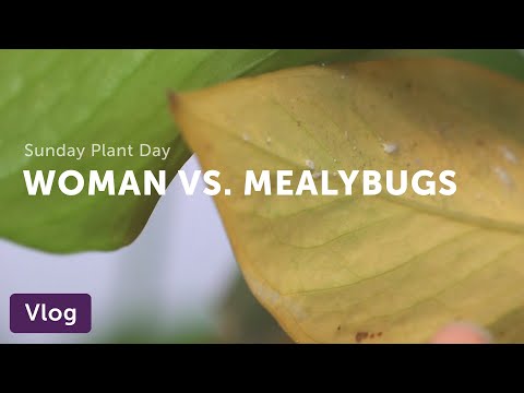 Vlog 003. Get Rid of Mealybugs