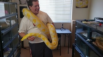 Big Lavender Reticulated python
