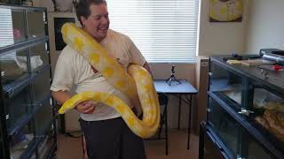 Celebrity Big Lavender Reticulated python Profile