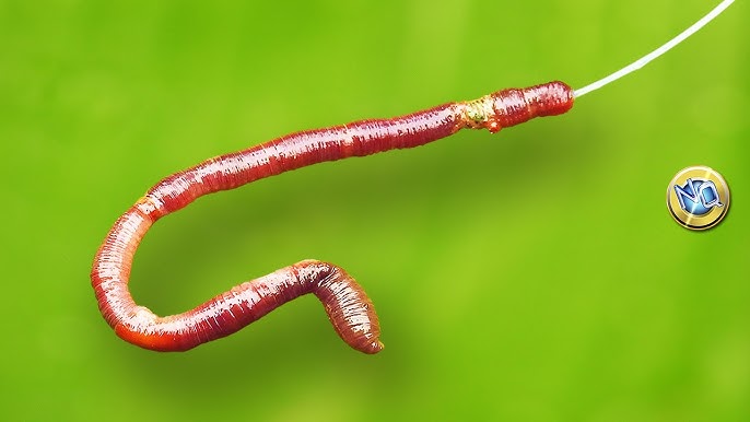 Como Poner Lombriz En El Anzuelo De Pesca How To Put Earthworm On The Hook Youtube
