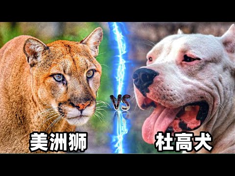 杜高犬vs美洲狮，当白色死神遇到猫科四弟，谁会笑到最后呢？
