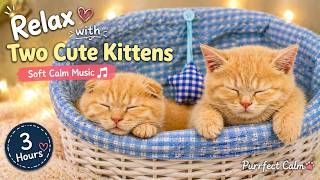 Relax With Two Cute Kittens | Soft Calm Music | Purrfect Calm screenshot 5