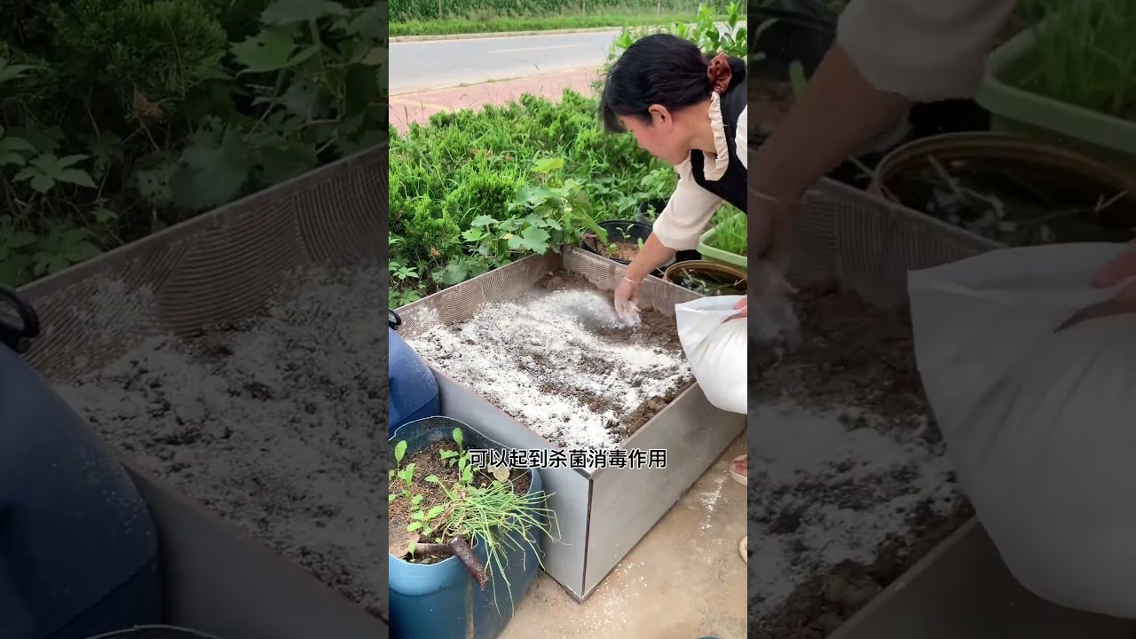 Quicklime powder can not only sterilize and disinfect, but also kill underground pests