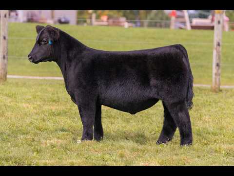 Tag 1 - LB Livestock 2026 September Sale