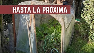 HONGOS y POROTOS - Cultivo Nuevo - ¿Desarmamos el Invernadero?