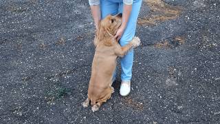 Paralyzed Dog Dragged Himself to Me, Hugged My Legs, and Cried as If Begging for a Second Chance!