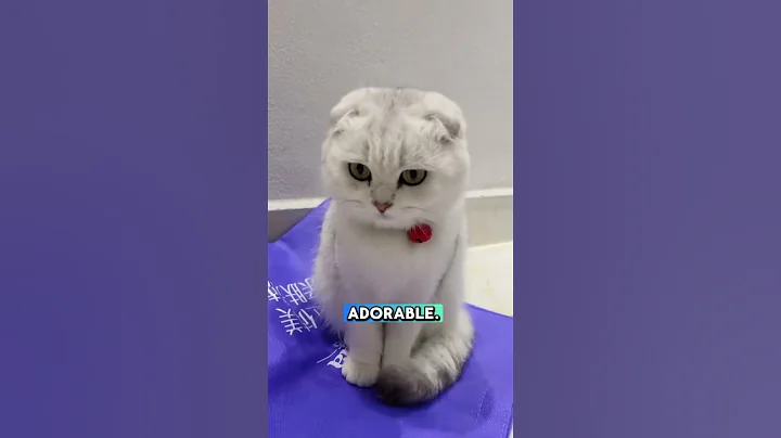Watch the video about Scottish fold cute cat with closed ears😍💕 #cat #shorts #fact #scottishfold