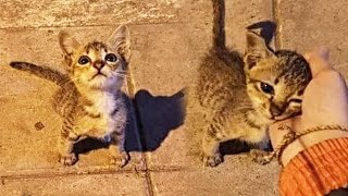 Stray Kitten Stops a Woman And Begs To Be His Mom by BazPaws 10,633 views 3 weeks ago 1 minute, 39 seconds