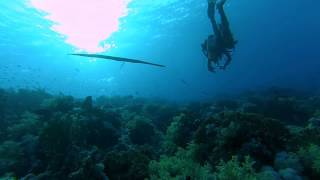 Diving - Red Sea - Jackson Reef