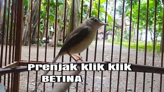 suara krek krek krek prenjak klik betina