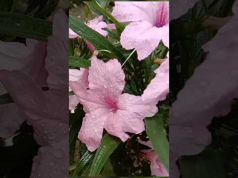 Mexican Petunia/Ruellia Flower#youtubeshorts