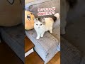 大雨でソファを水浸しにする猫【おしゃべりする猫】 #Shorts 【猫アテレコ】