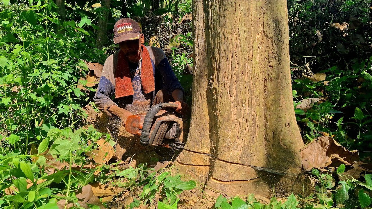 Jumlah ratusan pohon, kayu jati satu kebun harga fantastis