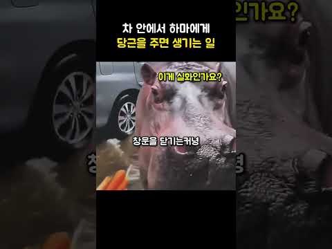 차 안에서 하마에게 당근을 주면 생기는 일 thumbnail