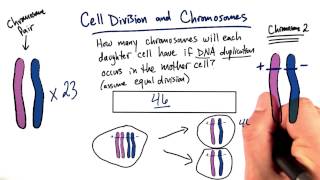 Doubling - Tales from the Genome