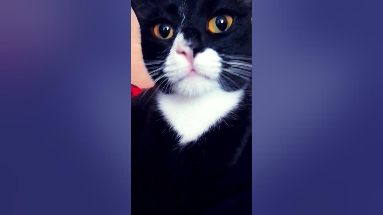 Maxwell the cat meme/ Максвелл кот мем #моя #кошка #похожанаМаксвелла ...