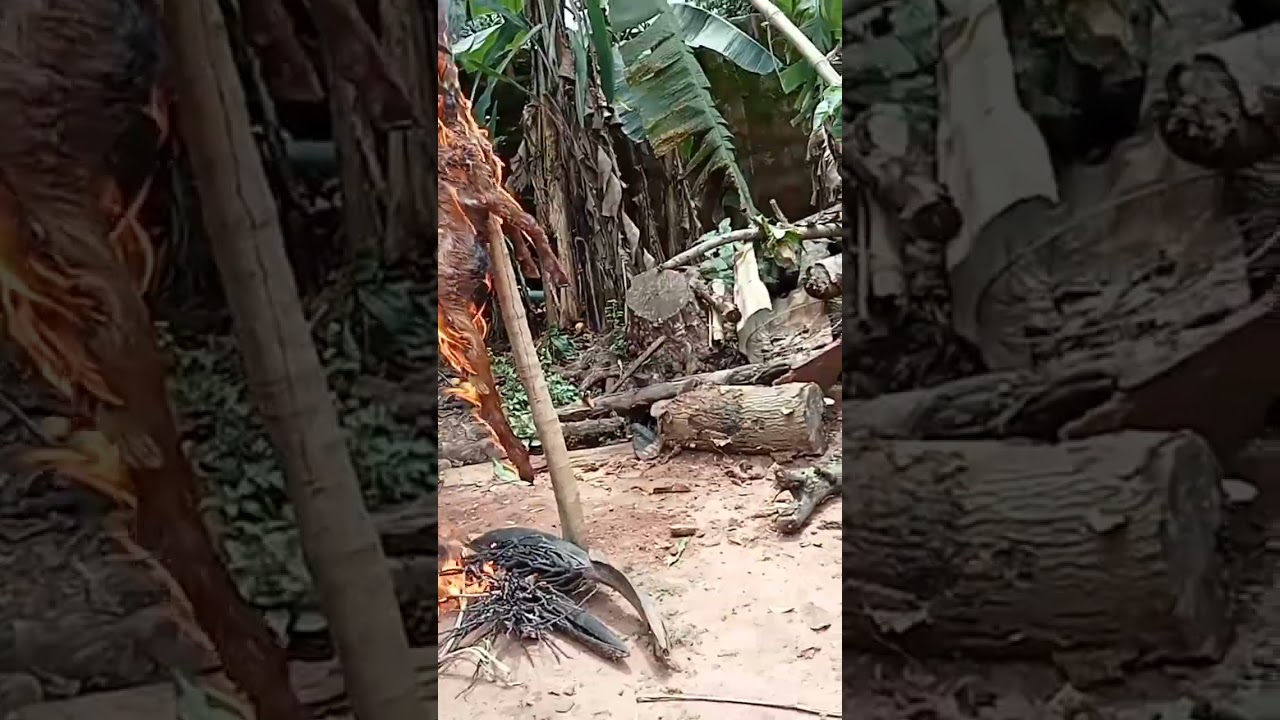 How to slaughter a goat, full video on my channel , 