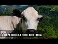 Bon: la raza criolla por excelencia - TvAgro por Juan Gonzalo Angel Restrepo