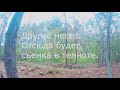 Охота на бобра с PCP пневматикой Beaver Hunting With Air Rifle (выстрел в темноте/shot in the dark)