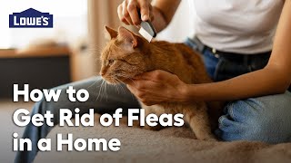 How to Get Rid of Fleas in Your Home: Video Guide