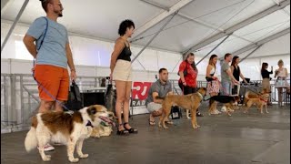 Concours canin : La revanche du royal bourbon