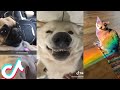 Cute TikTok Pets that Will 100% Make your Day| What&#39;s Fun In Tiktok? #14 #shorts