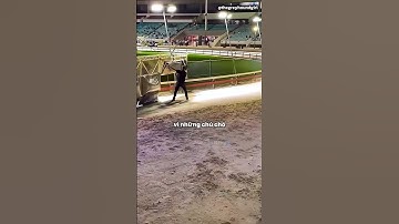 Nếu không có anh này thì đàn chó sẽ chạy mãi