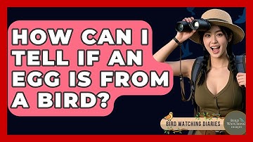 How Can I Tell If An Egg Is From A Bird? - Bird Watching Diaries