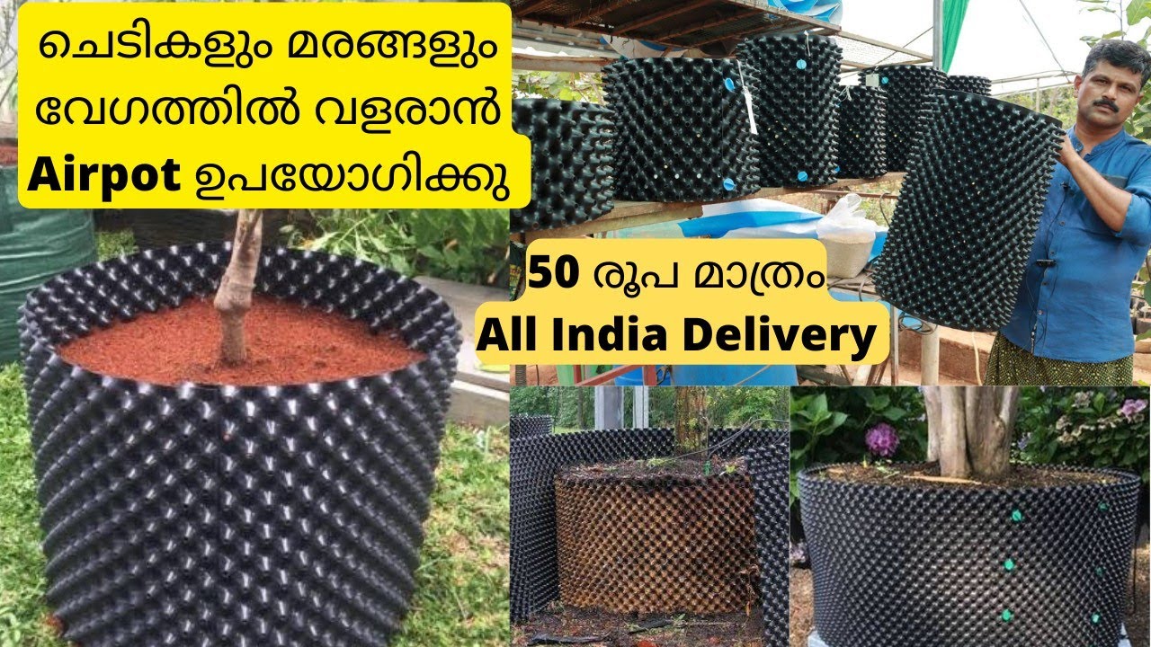ഡ്രമ്മിന് പകരം Airpot ഉപയോഗിക്കു, ഇതിൽ എന്തും കായ്ക്കും|Plant Sale|Nursery Plants|Indoor Plants