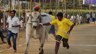 2020- Yenamalakuduru Ongole Bull Race- Category -1st Place -T.S.R Garu, Koppuravuru - 5123.10 feet