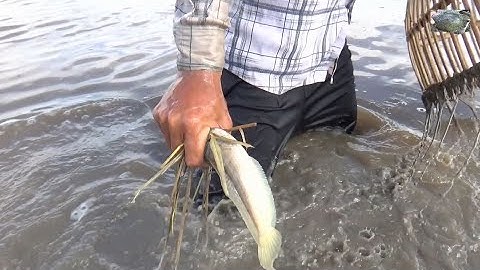 Đẩy côn bắt cá lóc mùa nước nổi cá lóc bắt mỏi tay | Catch fish