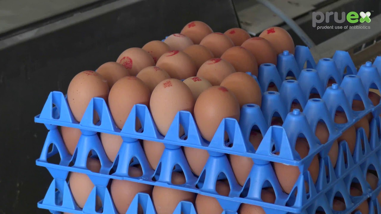 Pruex Restores Production on Laying Hen Farm 