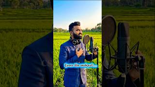 සිත හඩයි | AI cover (Sitha hadai) EDM Short | Nirosha virajini | NewAIvideo 🎵❤️