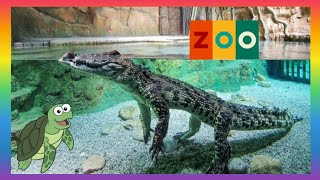 Зоопарк Животные ПРЕСМЫКАЮЩИЕСЯ #starkidsayka #длядетей #zoo