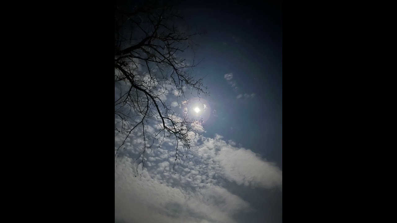 GÜRKAN ABACI - SARMASIK BÜLBÜLLERİ